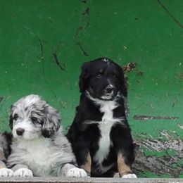 Aussiedoodle Puppies from Wilson Cattle Co.