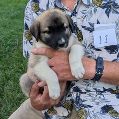 11 - Girl - Fawn female Anatolian Pyrenees puppy in Marysville, Ohio from Brotherton Family Farms