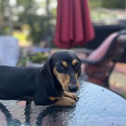 Koda - Dachshund