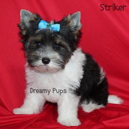 AKC Striker Sale  2150 - Black tan and white male Biewer Terrier puppy in Kennesaw, Georgia from Dreamy Pups