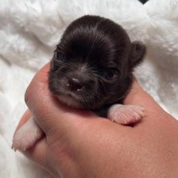 Martini - Chocolate and white female Chihuahua puppy in Michigan from Fanciful Thrills Kennel