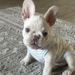 French Bulldogs from Clark II French Bulldogs