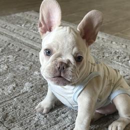 French Bulldogs from Clark II French Bulldogs