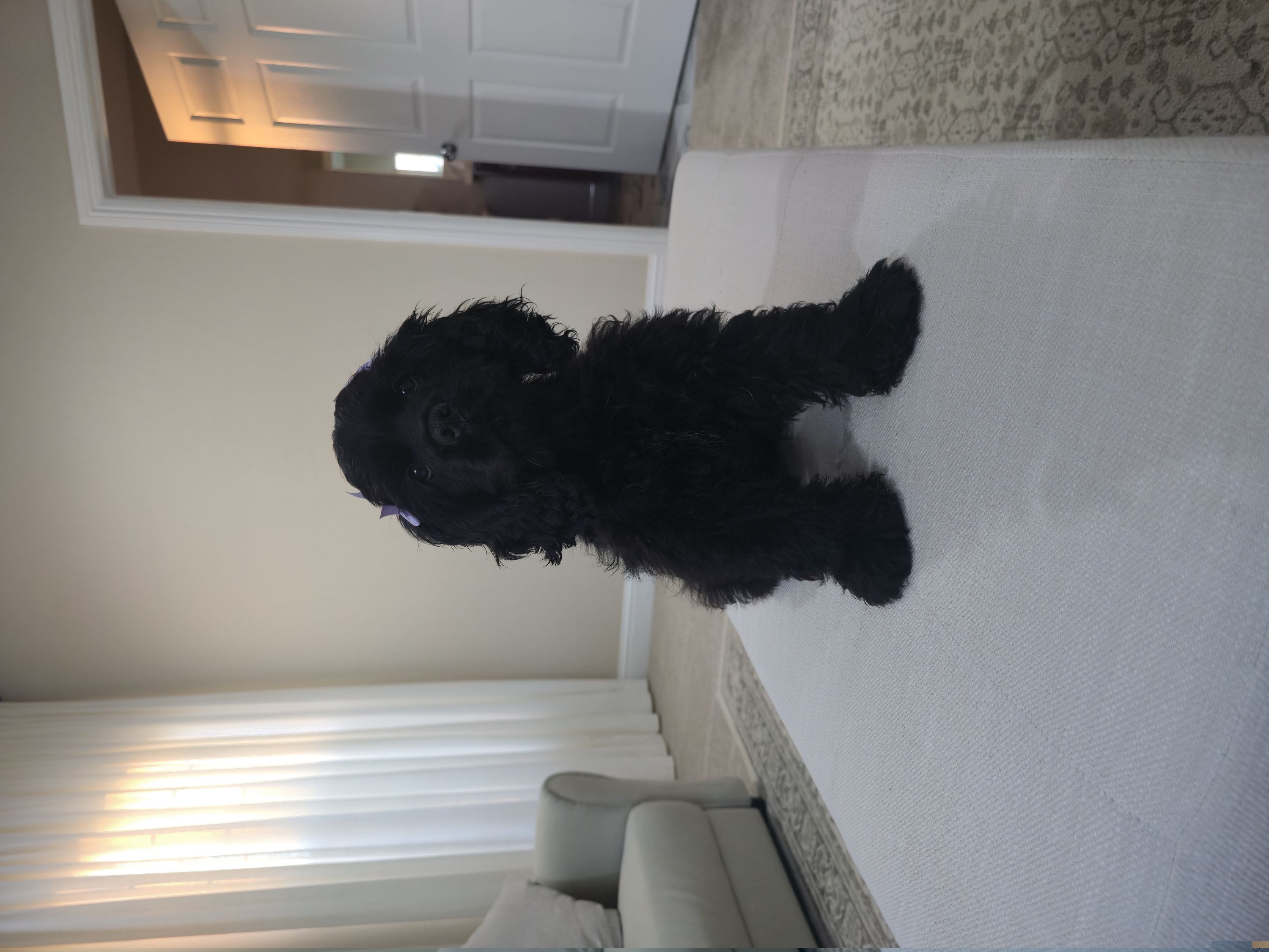 Girl 1 - Black female Cocker Spaniel puppy in Corcoran, California from Sweet Heart Cockers