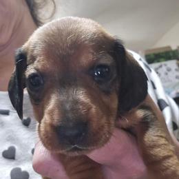 Darker Shaded Red Wire Boy - Red male Dachshund puppy in Lyle, Washington from Wines Wienery