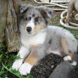 Shetland Sheepdog Puppies from Fancypants Shetland Sheepdogs