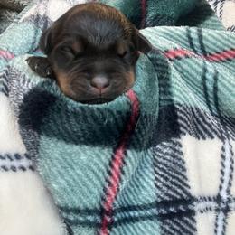 Boy 7 - Black and mahogany male Rottweiler puppy in Buskirk, New York from Misjef Rottweilers