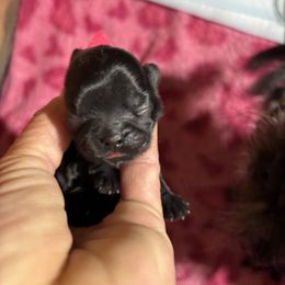 Pink collar - Black female Shih Tzu puppy in Kosciusko, Mississippi from The Dog House LLC
