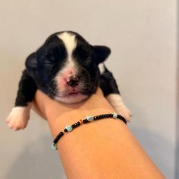 Gigi - Black tri female Miniature Australian Shepherd puppy in Lakeport, California from Akins Aussies/Wild Rose Ranch