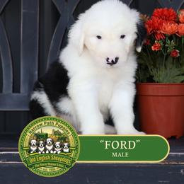 Ford - Gray and white male Old English Sheepdog puppy in Cleveland, Tennessee from Narrow Path Old English & Sheepadoodles