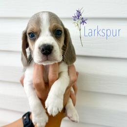 Larkspur - Blue tan and white male Beagle puppy in Arbon, Idaho from Idaho Creekside Beagles