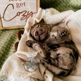 Bordoodle and Labradoodle Puppies from Howdy Doodles