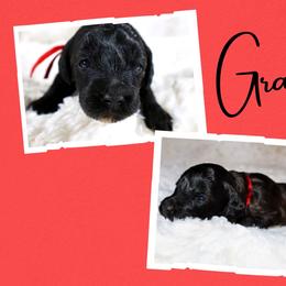 Grace - Black female Goldendoodle puppy in Enfield, Connecticut from Sweet Connecticut Doodles