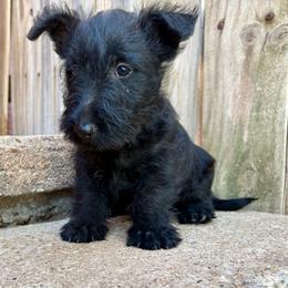 Rose (red) - Red brindle female Scottish Terrier puppy in Chattanooga, Oklahoma from Lottie Dottie Scottie’s and Papillons