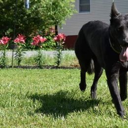 German Shepherds from Home Grown Shepherds