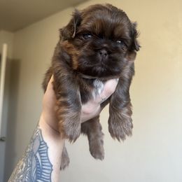 Rex - Chocolate male Shih Tzu puppy in Live Oak, California from Irma's Shih Tzus