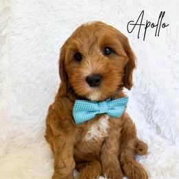 Apollo - Red male Australian Labradoodle puppy in Oregon from Forever Loyal Labradoodles