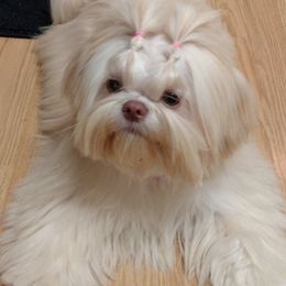 Shih Tzus from Halida's Shih Tzus