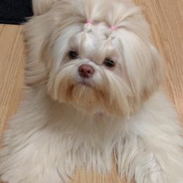 Shih Tzus from Halida's Shih Tzus