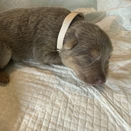 Boy 1 white collar - Isabella male German Shepherd puppy in Newsoms, Virginia from A Tier Above Shepherds