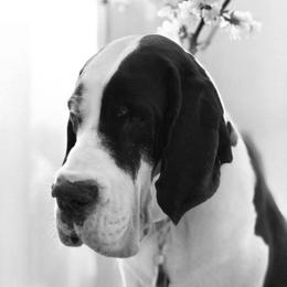 Sequoia - Great Dane