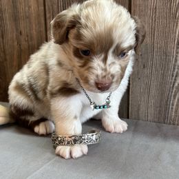 Tanya - Red merle female Miniature Australian Shepherd puppy in Geary, Oklahoma from Helm Farms Aussies