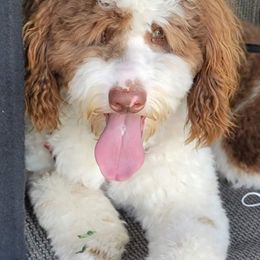 Aussiedoodles from Heather Yang's Aussiedoodles