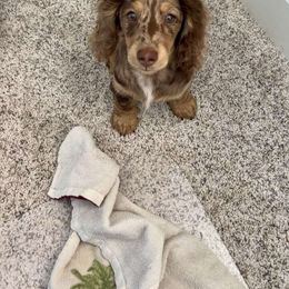 Dachshund and Pembroke Welsh Corgi Puppies from Three K Miniature Dachshunds