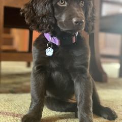 Boykin Spaniel Puppies from Bayhill Boykins