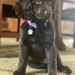 Boykin Spaniel Puppies from Bayhill Boykins