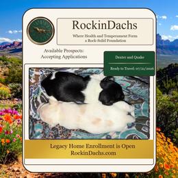 Buttercup - Piebald female Dachshund puppy in Toquerville, Utah from Rockindachs