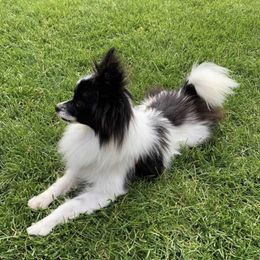 Linus - Papillon