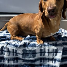 Lhuke - Dachshund