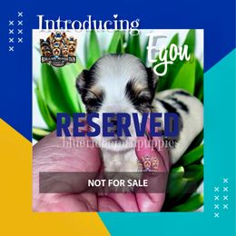 NOT FOR SALE - Black tan and white male Biewer Terrier puppy in Asheville, North Carolina from Blue Ridge Mountain Puppies