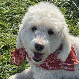 Goldendoodles from Blossom Dog Training