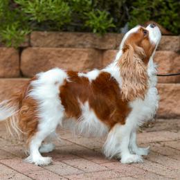 Zinnia - Cavalier King Charles Spaniel