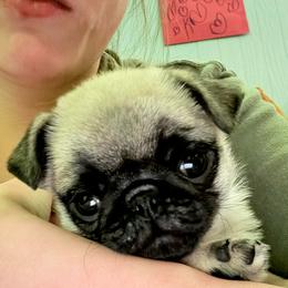 Honey Bun - Fawn female Pug puppy in Randleman, North Carolina from Peachy Pugs
