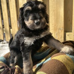 Bernedoodle Puppies from Paws of the Vineyard