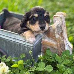 Black n cream 3- 2150 - Black and cream female Dachshund puppy in Nashville, Arkansas from Whisenhunt Farms