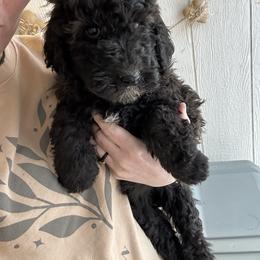 California chocolate - Brown female Whoodle puppy in Smallett, Missouri from Leshas Whoodles