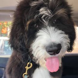 Bernedoodles and Goldendoodles from KaZoo Doodles