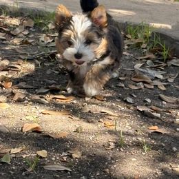 Boy 4 - male Yorkshire Terrier puppy in Buda, Texas from BIOLA'S YORKIES