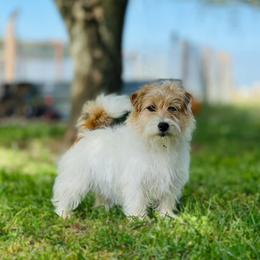 Gerty - Russell Terrier