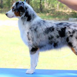 Miniature American Shepherds from Mary's Miniature American Shepherds