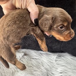 Bruno - Chocolate male Dachshund puppy in Cabool, Missouri from Dachshund's of Country Magic Farms in Missouri