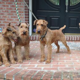 Irish Terrier All Grown Up from Woodley Meadows