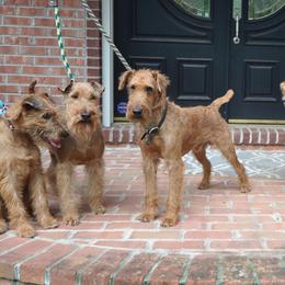 Irish Terrier All Grown Up from Woodley Meadows