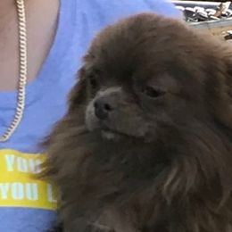Fudge - Chihuahua