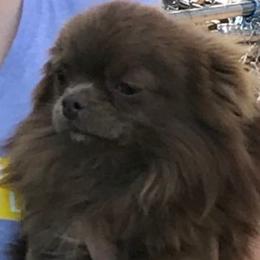 Fudge - Chihuahua