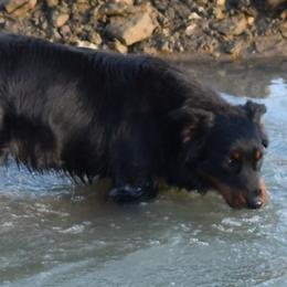 Jordy - Australian Shepherd